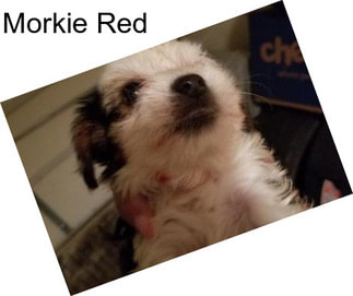 Morkie Red