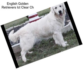 English Golden Retrievers Ict Clear Ch