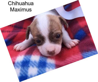 Chihuahua Maximus