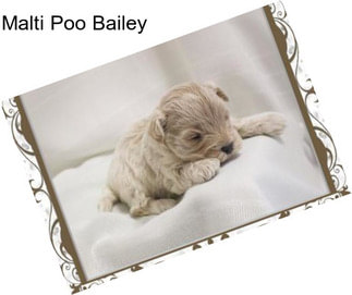 Malti Poo Bailey