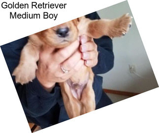 Golden Retriever Medium Boy