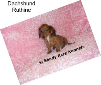 Dachshund Ruthine