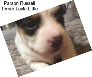 Parson Russell Terrier Layla Little