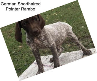 German Shorthaired Pointer Rambo