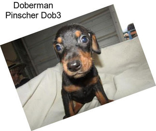 Doberman Pinscher Dob3