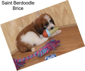 Saint Berdoodle Brice