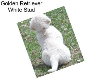 Golden Retriever White Stud