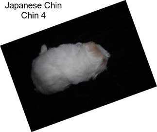 Japanese Chin Chin 4