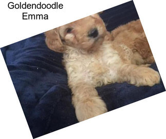 Goldendoodle Emma