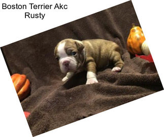 Boston Terrier Akc Rusty