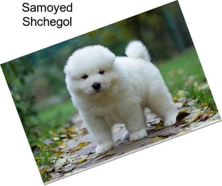 Samoyed Shchegol