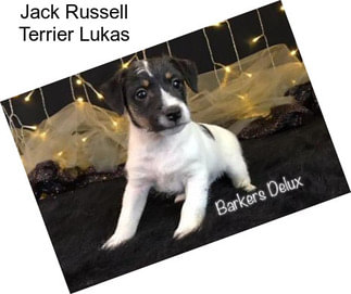 Jack Russell Terrier Lukas