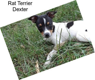 Rat Terrier Dexter