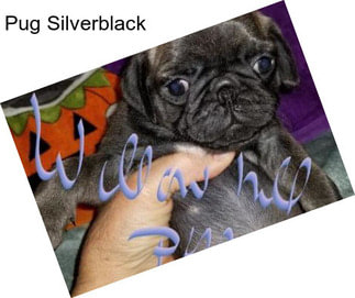 Pug Silverblack