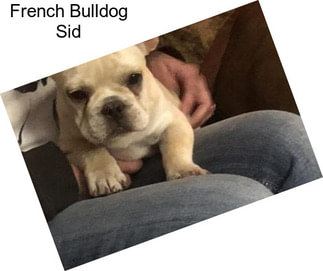 French Bulldog Sid