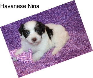 Havanese Nina