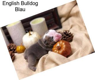 English Bulldog Blau
