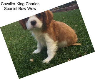 Cavalier King Charles Spaniel Bow Wow