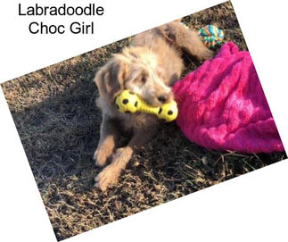 Labradoodle Choc Girl