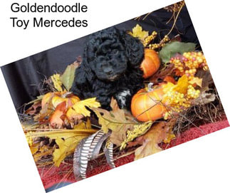 Goldendoodle Toy Mercedes