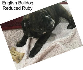 English Bulldog Reduced Ruby