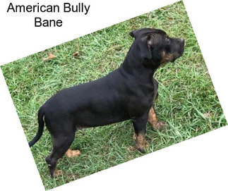 American Bully Bane