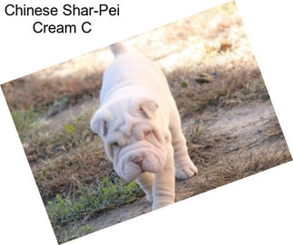 Chinese Shar-Pei Cream C