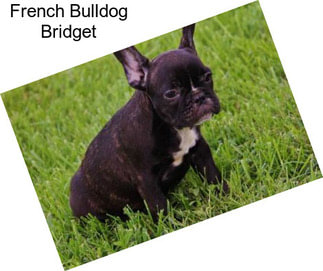 French Bulldog Bridget