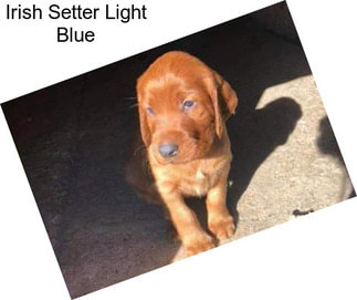 Irish Setter Light Blue