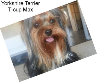 Yorkshire Terrier T-cup Max