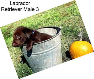 Labrador Retriever Male 3