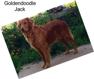 Goldendoodle Jack