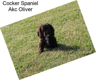 Cocker Spaniel Akc Oliver