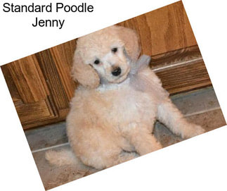 Standard Poodle Jenny