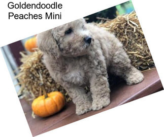 Goldendoodle Peaches Mini