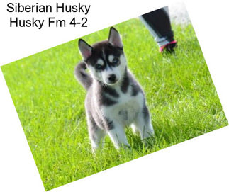 Siberian Husky Husky Fm 4-2