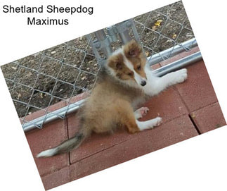 Shetland Sheepdog Maximus
