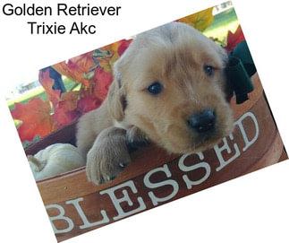 Golden Retriever Trixie Akc