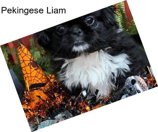 Pekingese Liam