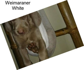 Weimaraner White