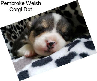 Pembroke Welsh Corgi Dot