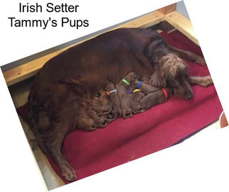 Irish Setter Tammy\'s Pups