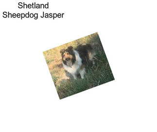 Shetland Sheepdog Jasper