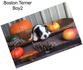 Boston Terrier Boy2