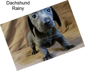 Dachshund Rainy