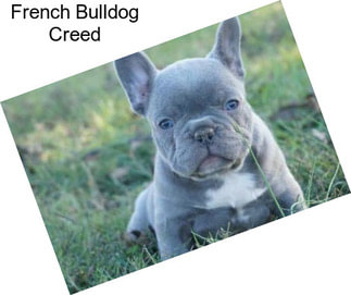 French Bulldog Creed