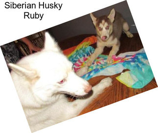 Siberian Husky Ruby