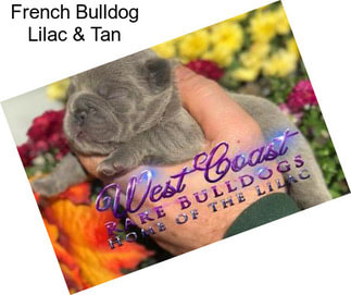 French Bulldog Lilac & Tan