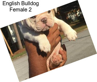 English Bulldog Female 2