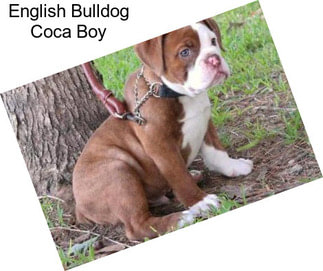 English Bulldog Coca Boy